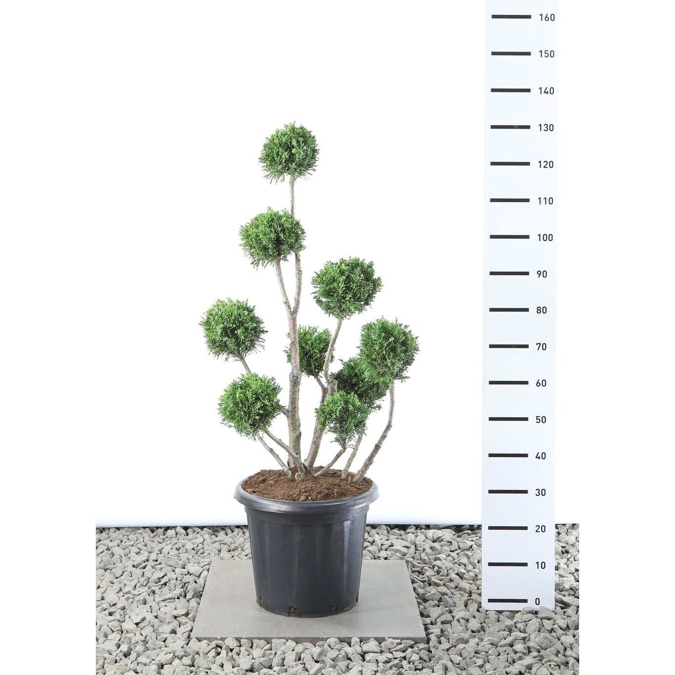 Ädelcypress – Chamaecyparis obtusa 'Draht' - 80-100 CM PonPon Cont.